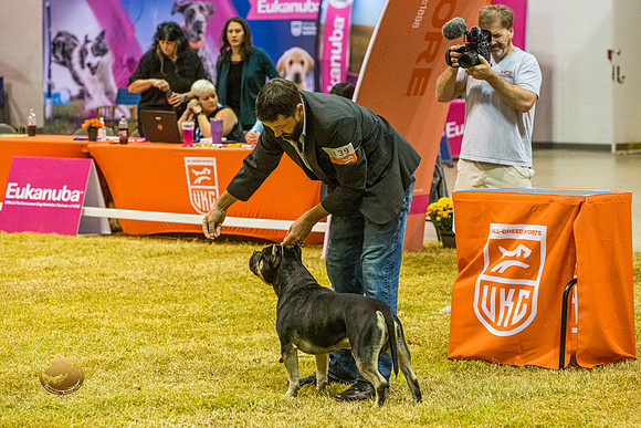 American Bully 139 Sat 2JJL_1947_Shreveport_2022_HR3