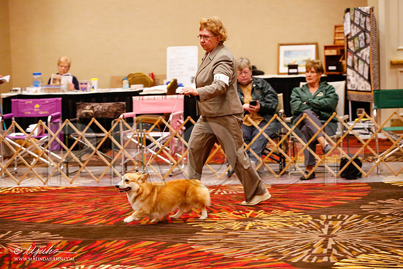 _JJ_9590-HstnCorgiFeb2015-HR3