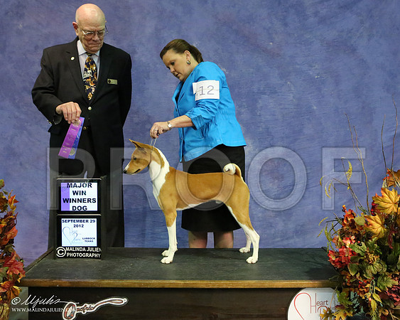 Basenji-9149 HR