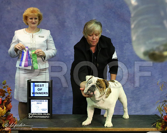 Bulldog-9534 HR