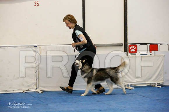 _M3_7712-AddisonHuskyMar2015-HR3