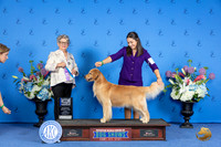 Golden Retriever #40 SUN WB BOW M Judge Sandra Lex