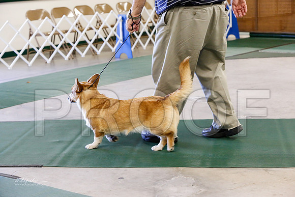 Corgi-5703-NormanNov13-HR