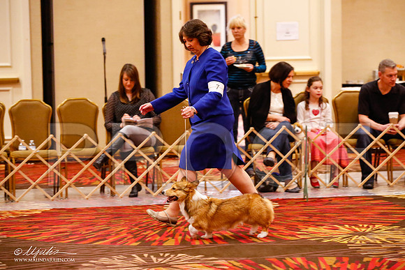 _JJ_8403-HstnCorgiFeb2015-HR3