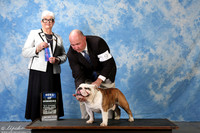 Bulldog #9 Sat BOW McIntire Thomas Judge Mrs Murrel Purkhiser
