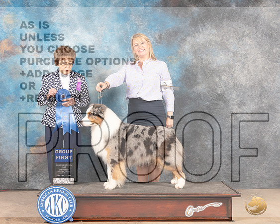 Australian Shepherd #27 Sat G1 Judge Pat Trotter-MMJ_4164-Abilene2022-HR3