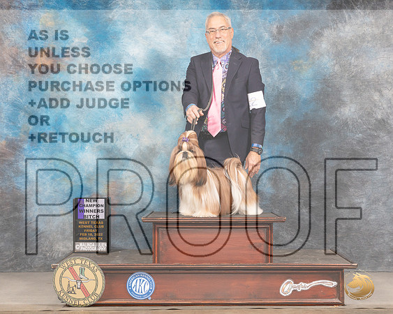 Shih Tzu #12 Fri WB Judge Gary AndersenMMJ_3267_Mdlnd2022_HR3
