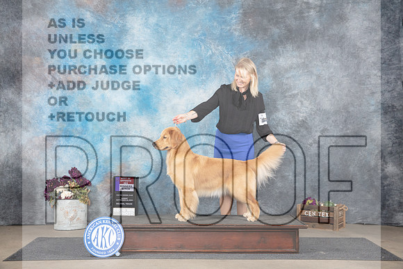 Golden Retriever #14 Sun WBBOS Judge Joan Liebes__JP_7732_Belton_2024_HR3