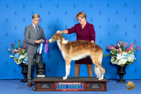 Borzoi #19 FRI WD BW M Judge Douglas Johnson