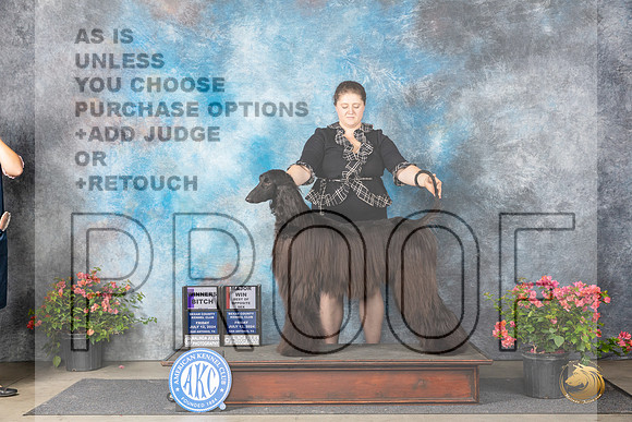 Afghan Hound #24 WBBOSM Judge Polly (Mrs Robert) D Smith__JP_4144_San Antonio_2024_HR3