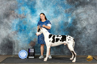 Great dane #9 Sat WD Judge Debra Thornton