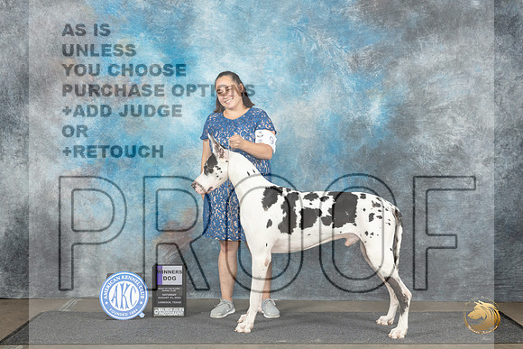 Great dane #9 Sat WD Judge Debra Thornton__JP_3588_Lubbock_2024_HR3