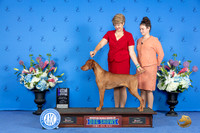 Vizsla #31 SUN WD M Judge Nancy Liebes