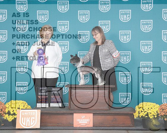 Chinese Crested #212 Fri BM BOB Judge Carrianna GlennChinese Crested #212 Fri BM BOB Judge Carrianna Glenn_WP_0666e-UKC Eastern Classic 2025-HR3