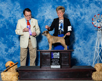 Border Terriers #14 Sat WB Schwartz Gail Judge Dr Al Pertuit