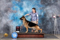 German Shepherd Dog #5 Sat G2 Judge Pat Trotter