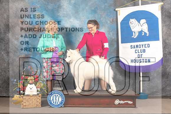 Samoyed #32 Wed WB Judge Karen McFarlen_MJ_2836_Houston_2022_HR3