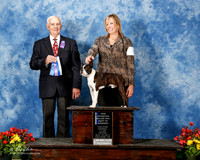Boston Terrer #7 Fri BOW New Ch Gabrielle Vogler Judge Robert Shreve