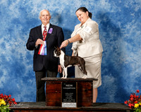 Boston Terrier #28 Fri New Ch Maj Weiss Marlene Marissa Becker Kathleen Brewe Judge Robert Shreve