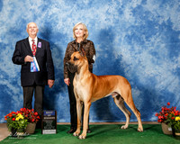 Great Dane #5 Fri BOW Jacobs Theresia Mahesh Chandiramani Judge Robert Shreve