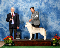 Siberian Husky #14 Fri WB Heather Stranathan Judge Robert Shreve