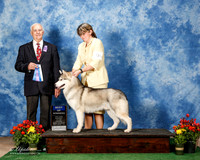 Siberian Husky #9 Fri BOW Luna Angie L Halpain T Galle R Charrin Judge Robert Shreve