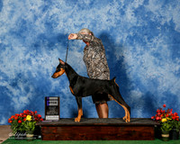 Doberman Pinscher #12 Fri WB Dana Brown Vernon Brown Eve Auch Agent Teresa Nail Judge Robert Shreve
