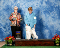 Poodle Miniature #10 BOV Joann Neal Judge Sharon Krogh