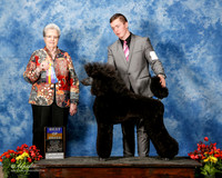 Poodle Standard #5 Fri BOB Martin Phyllis Renee Judge Sharon Krogh