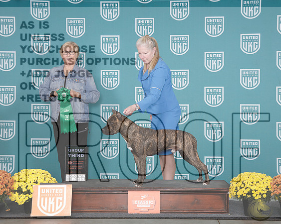 American Pitbull Terrier #229 Sat G3 Judge Teresa KocherAmerican Pitbull Terrier #229 Sat G3 Judge Teresa Kocher_WP_0932e-2-UKC Eastern Classic 2025-HR3