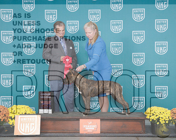 American Pitbull Terrier #229 Sat G3 Judge Teresa KocherAmerican Pitbull Terrier #229 Sat G3 Judge Teresa Kocher_WP_0932e-UKC Eastern Classic 2025-HR3