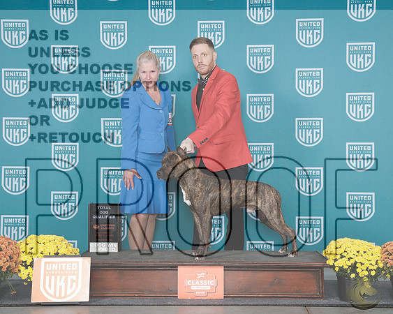 American Pittbull Terrier #229 ClaudioAmerican Pittbull Terrier #229 Claudio_WP_0923e-UKC Eastern Classic 2025-HR3
