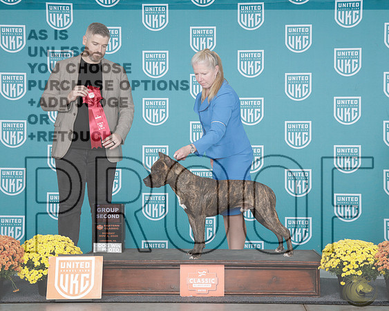 American Pitbull Terrier #229 Sat G3 Judge Teresa KocherAmerican Pitbull Terrier #229Sun Judge Kevin Carroll_WP_0932e-2-UKC Eastern Classic 2025-HR3