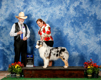 Australian Shepherd #17 Fri BOW Maggie Pryor Judge Dr Dale Simmons