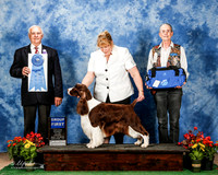 English Springer Spaniel #5 Fri G1 Ellen Cottingham Pelissero Silsby Judge Robert Shreve