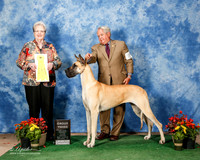 Great Dane #8 Fri G3 Hainline H Cummings Smallwood Toomey Blades Judge Sharon Krogh