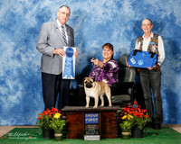 Pug #5 Fri G1 Kristy Kevin Ratliff Judge David Krogh