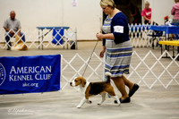 Beagle 15 #5 Fri Ring Brooke Ayala