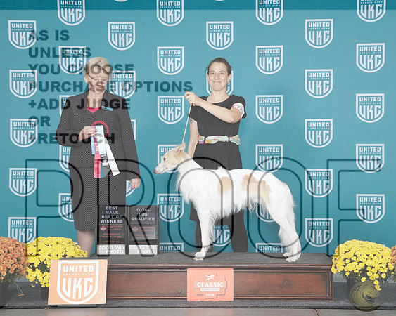 Silken Winghound #228 Sat BM BOW TD Judge Deborah AllenSilken Winghound #228 Sat BM BOW TD Judge Deborah Allen_WP_0877e-UKC Eastern Classic 2025-HR3