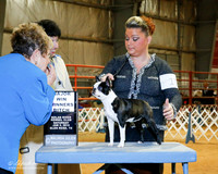 Boston Terrier #10 Sat WB Maj