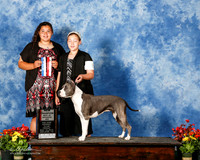 American Staffordshire Terrier #8 Fri BOW BOS NC Lottinulle Ciny