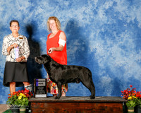 Labrador Retriever #9 Sat WD Ingelli Jeff and Joan Judge Patricia Taylor