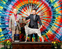 German Shorthaired Pointer #15 Sat BOW Palumbo Dr David Judge Robert J Sheves