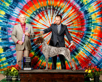 German Shorthaired Pointer #16 Sat WD Veeder Sharon and James R Deppen Judge Robert J Sheves