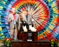 Cocker Spaniel Parti Color #10 Sat Marilyn Brinker M Judge Robert J Shreve