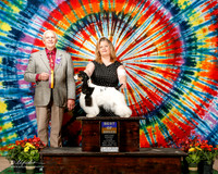 Cocker Spaniel Parti Color #14 Sat BOB Ellis Vanita and Phillip Ellis Judge Robert J Shreve