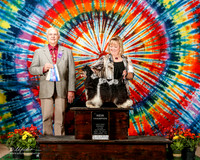 Cocker Spaniel Parti Color #5 Sat BOW NC York Randy and Dena Judge Robert J Shreve