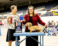 Dachsund Longhaired #30 Sat Sklanka Pamela Judge Patricia Taylor