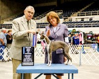 Italian Greyhound #5 Sat Maj BOW Becket Janet and John Judge David M Krogh