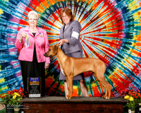 Rhodesian Ridgeback #5 Sat BOB Beckett Janet and John and Kerry Williams Judge Sharon A Krogh